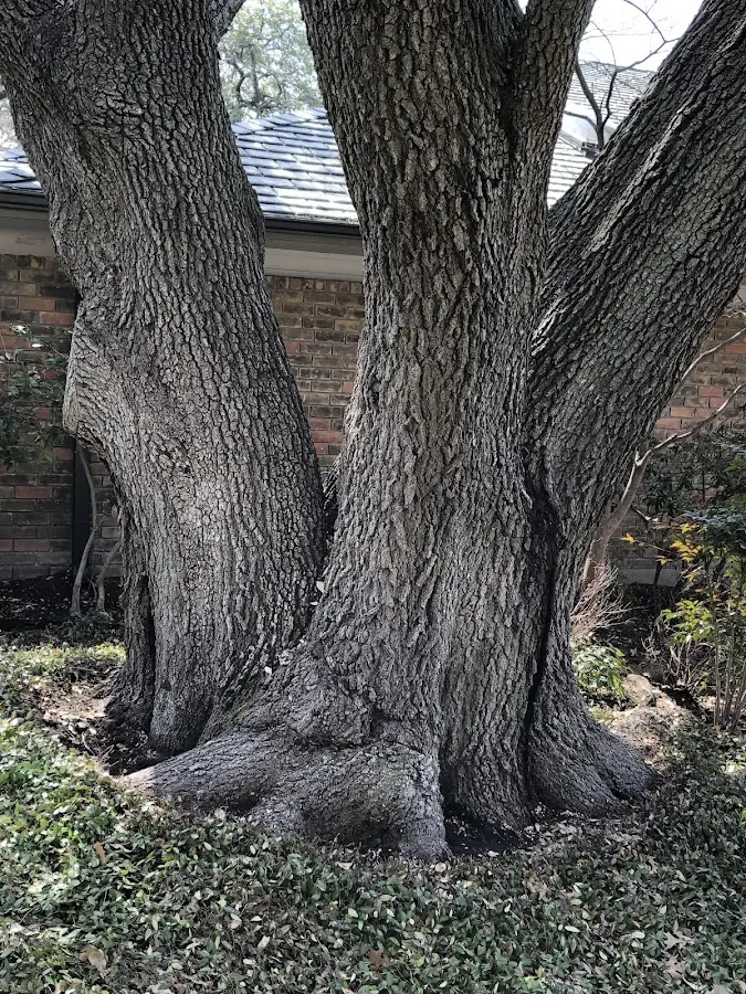 Mature heritage tree close to a Kenai property cared for by certified arborists